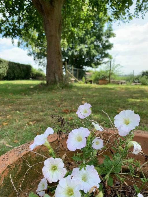 Cottage Chaleureux Au Coeur Des Monts De Flandres Saint-Jans-Cappel 外观 照片
